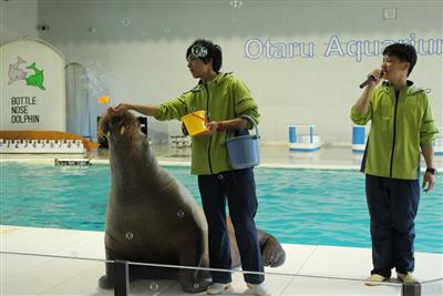 セイウチのシャボン玉