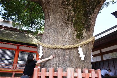 パワーを授かれる？ 宇佐神宮の大楠の木