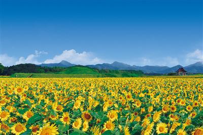 宮崎の夏の日差しに映える西都原古墳のヒマワリ