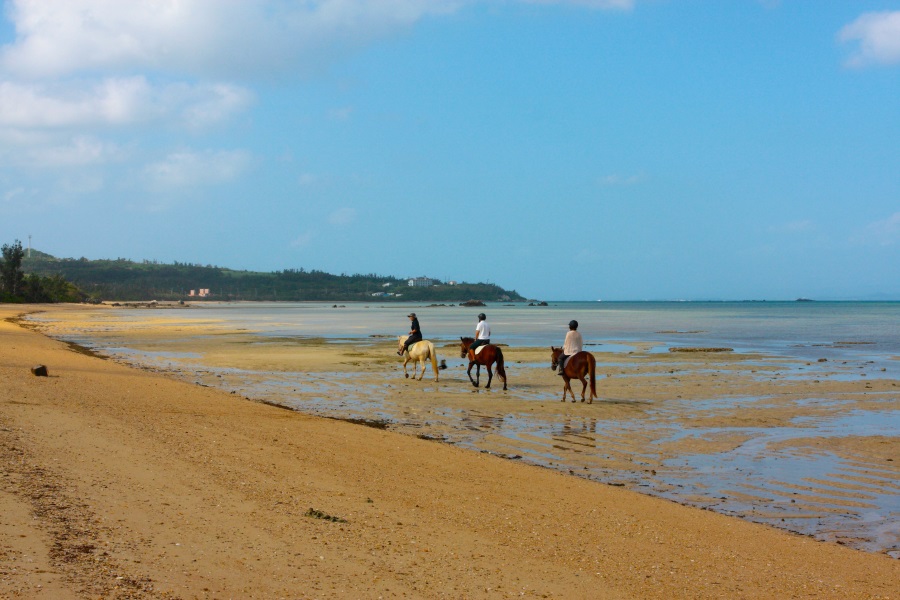 干潮時の名蔵湾では乗馬体験も人気になっています 写真:富山 義則