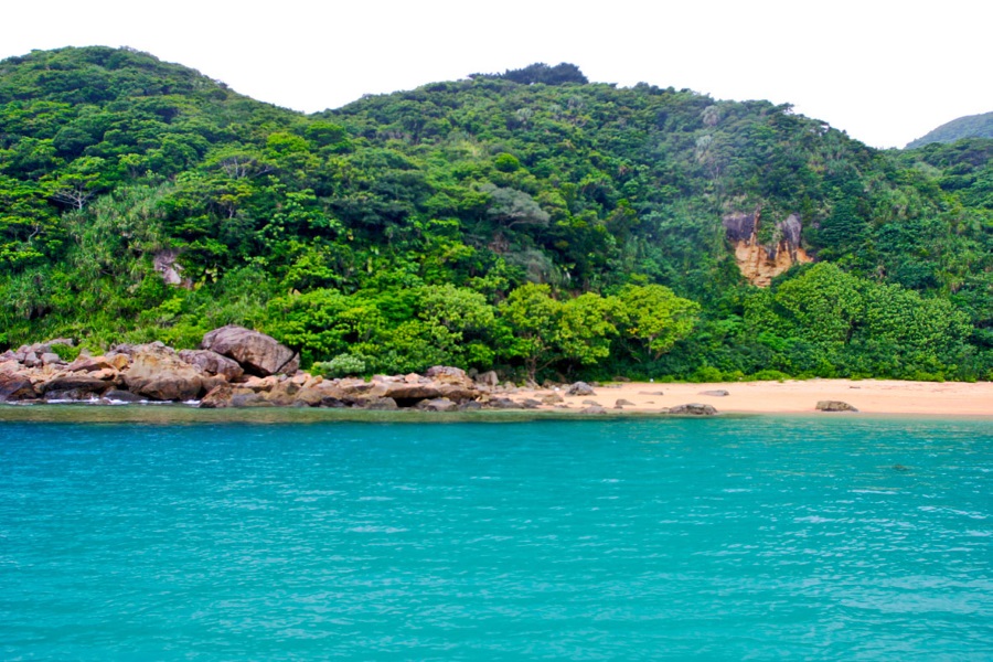 背後の大きくて深い森とエメラルドグリーンの海に亜熱帯を感じます 撮影:富山 義則