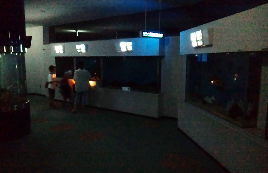 展示パネルと懐中電灯の灯りだけを頼りに、夜の水族館をドキドキ探検