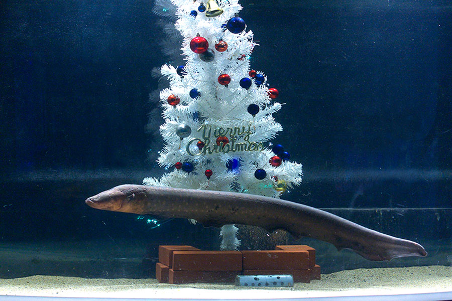 捕食の瞬間、ピカッと点灯するタイミングを見逃さないで