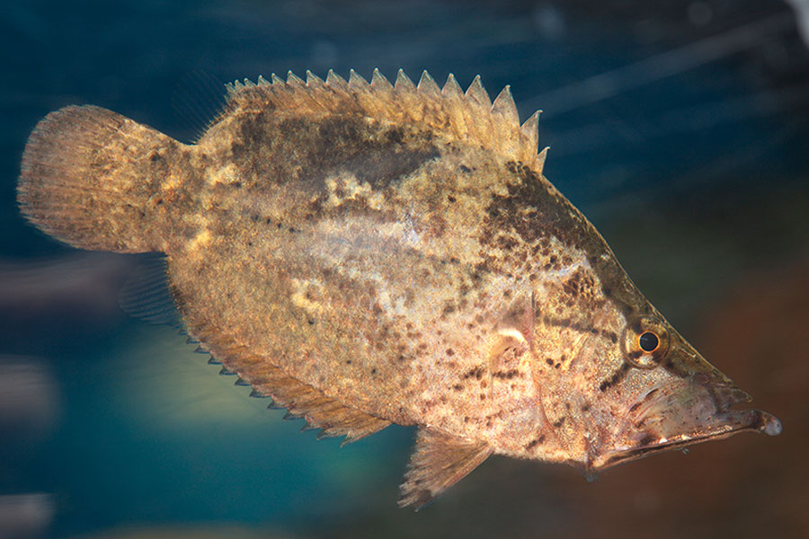 体は薄く平たい。忍者のように“擬態”する魚だ