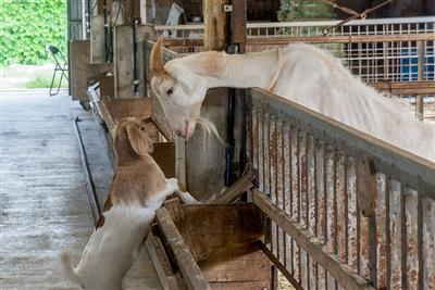 牧場では150頭以上の山羊が自然の中でのびのびと飼育されてい