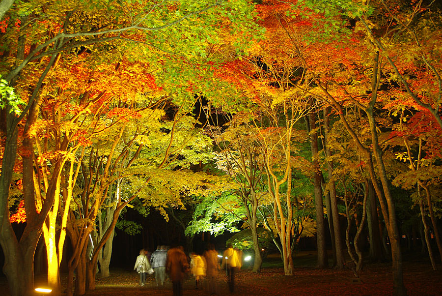 ライトアップされた紅葉がより幻想的に 香雪園