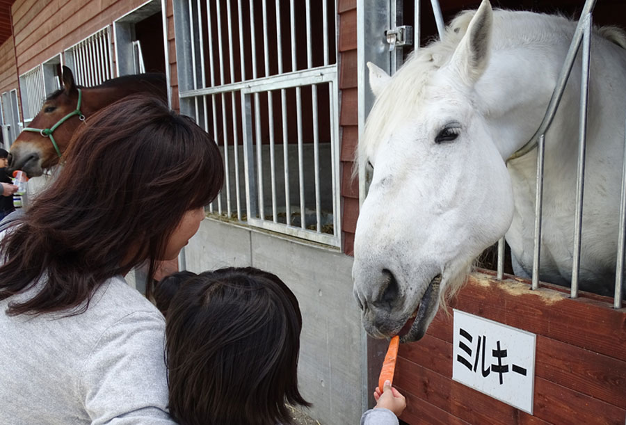 見た目は大きいけれど、柔和な性格の馬たちと触れ合って