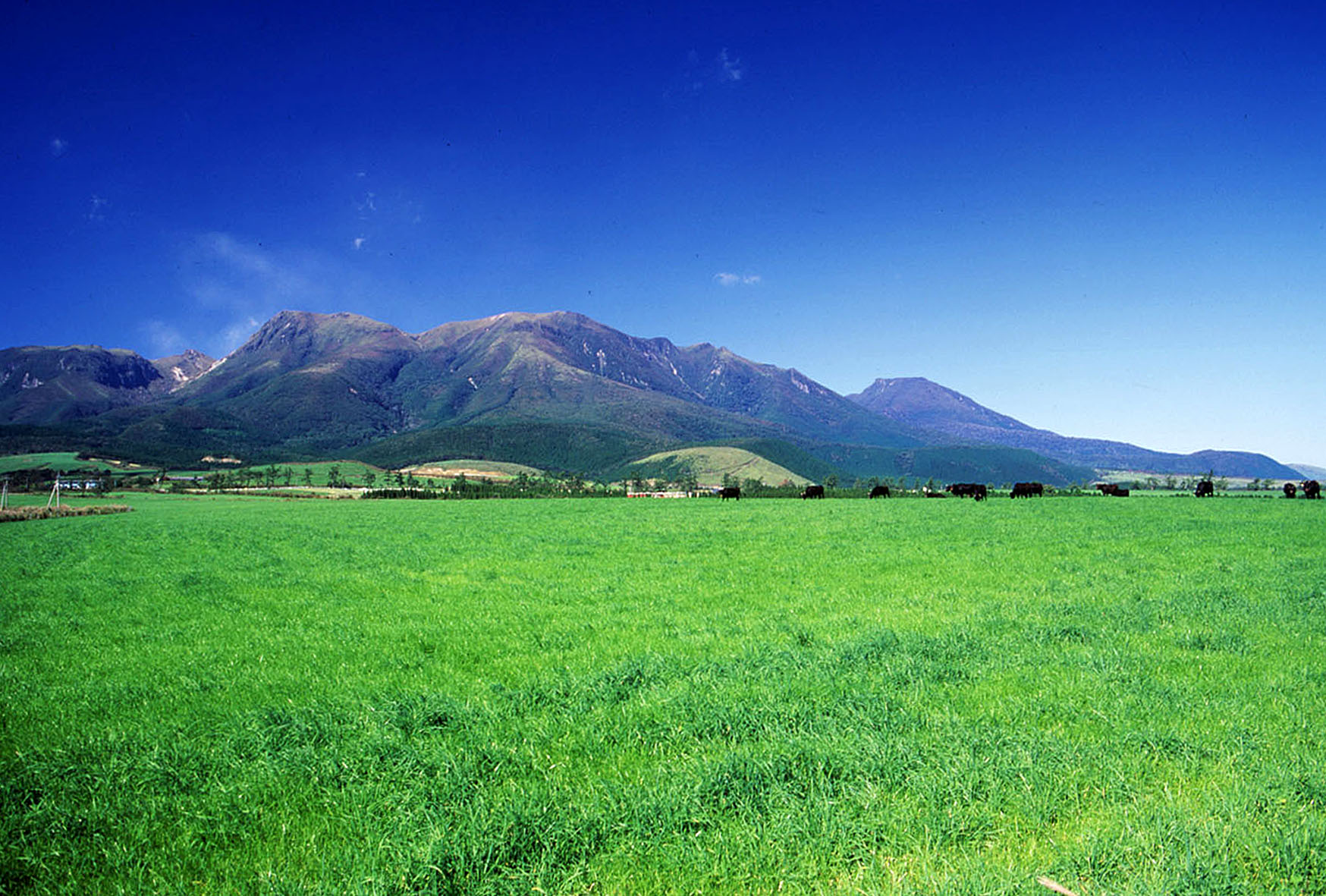 緑に包まれた雄大なくじゅう連山を一望 緑に包まれた雄大なくじゅう連山を一望