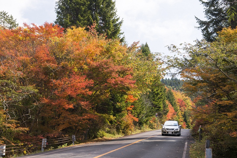 秋には赤く色付いた紅葉が沿道を染める 秋には赤く色付いた紅葉が沿道を染める