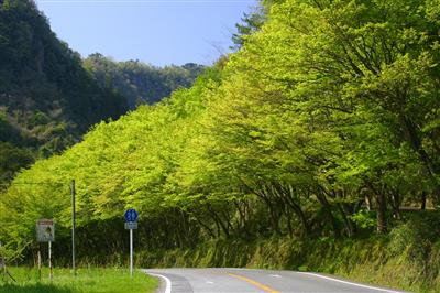 緑あふれる耶馬渓。秋は紅葉ドライブが楽しめる