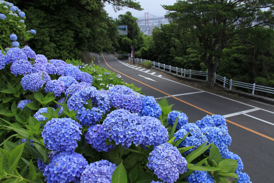 登山道を鮮やかに彩るアジサイ