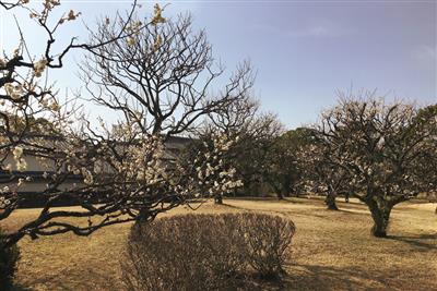 梅の花がほのかに香り始めた「旧細川刑部邸」北側の梅園