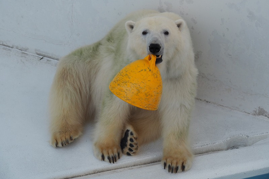 人気物のホッキョクグマのマルル。浮きをおもちゃにして遊びます 人気物のホッキョクグマのマルル。浮きをおもちゃにして遊びます