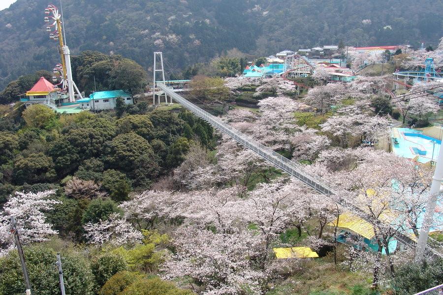 桜の名所としても知られ、桜の季節になるとラクテンチには綺麗な桜が一面咲きます 桜の名所としても知られ、桜の季節になるとラクテンチには綺麗な