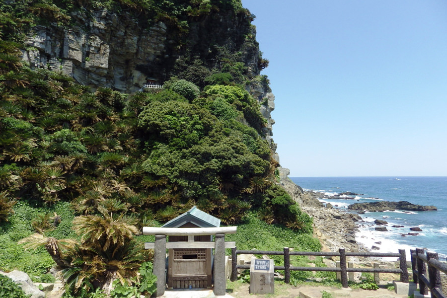 御崎神社周辺一帯では、群生したソテツの木々を見ることができる