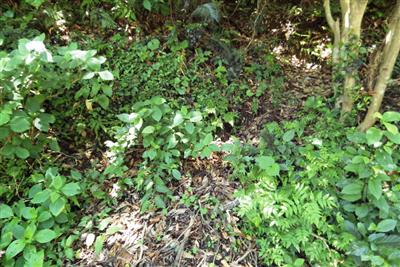 都井岬では馬たちの通り道がある森にも貴重な植物が多い