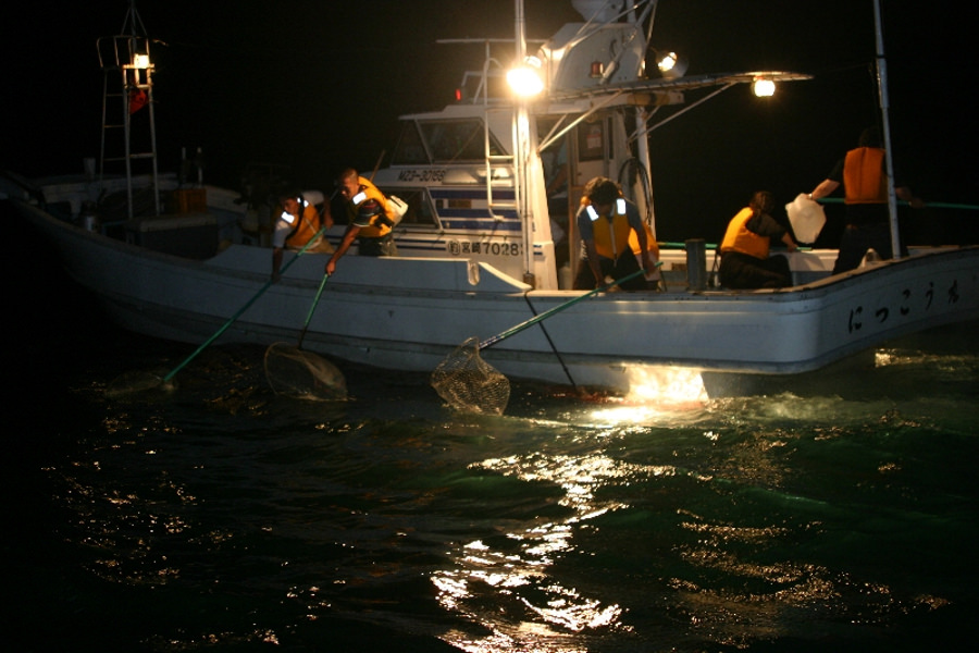 涼しい船上で楽しめる「トビウオすくい」 涼しい船上で楽しめる「トビウオすくい」