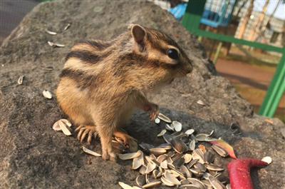 訪れた人の手に乗ってエサを食べるシマリスも