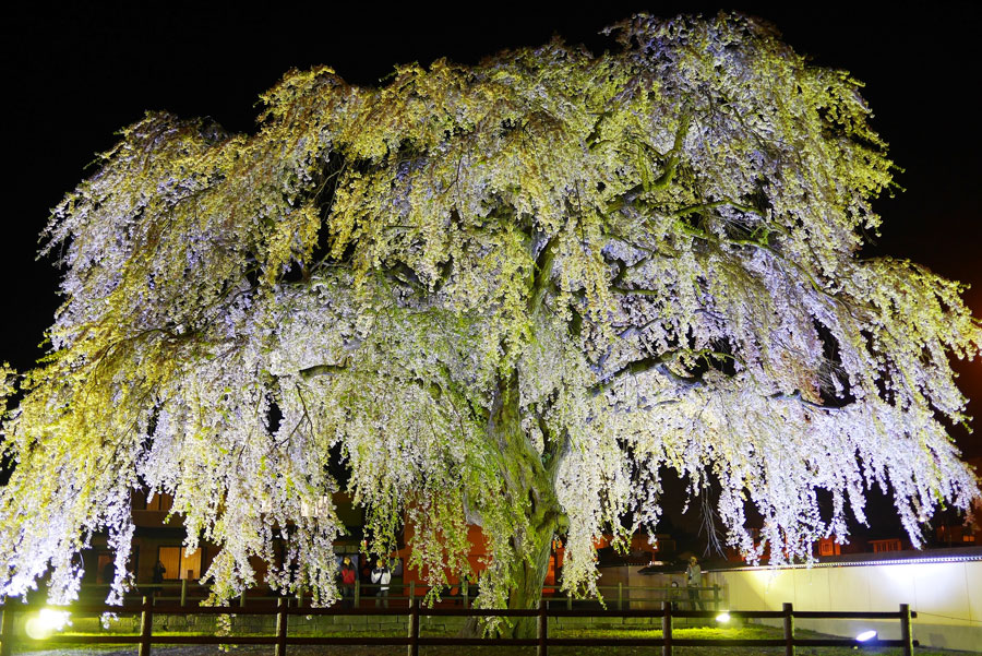 法亀寺 ほうきじ 新幹線のまち 北斗市で道内最大級のシダレ桜に魅せられて たびらい 法亀寺 ほうきじ 新幹線のまち 北斗市で道内最大級のシダレ桜に魅せられて たびらい