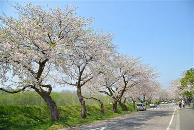 	
大野川沿いの桜並木