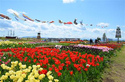 サラキ岬チューリップフェア