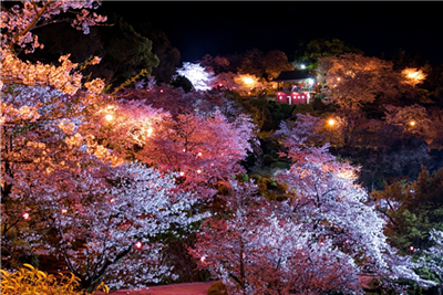 桜が満開予定の3月29日には「きくちがわマルシェ」も開催