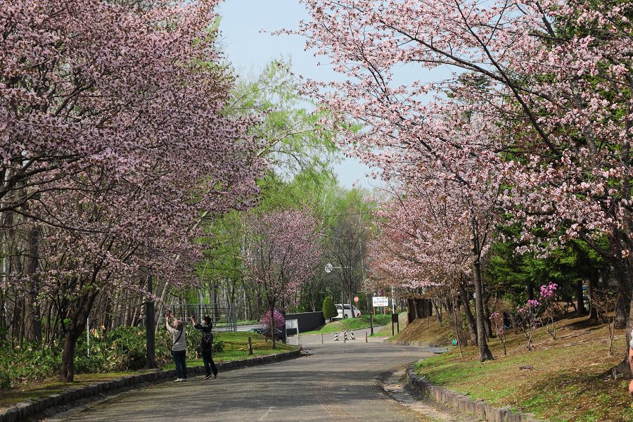 市民の定番花見スポットの「神楽岡公園」 市民の定番花見スポットの「神楽岡公園」