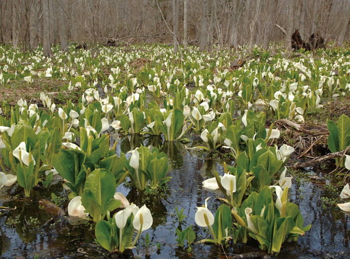 早春の大沼でひときわ目を惹くミズバショウ 早春の大沼でひときわ目を惹くミズバショウ