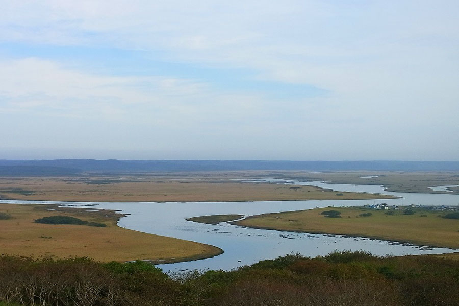 タイミングが合えば、湿原を歩くシカを見かけることも