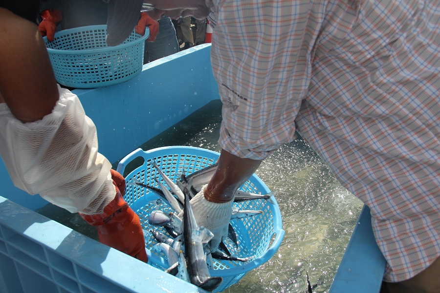 特設のいけすの中を泳ぐサンマを、手で捕獲する「サンマのつかみ取り」 きりたっぷ岬まつり