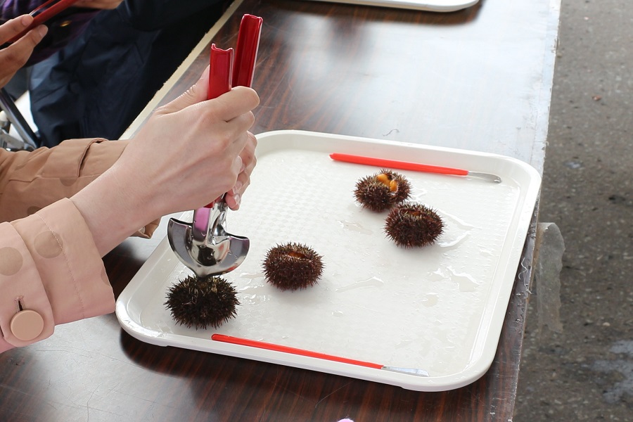 むきたてのウニの味を堪能しよう!「ウニ殻むき体験」 きりたっぷ岬まつり