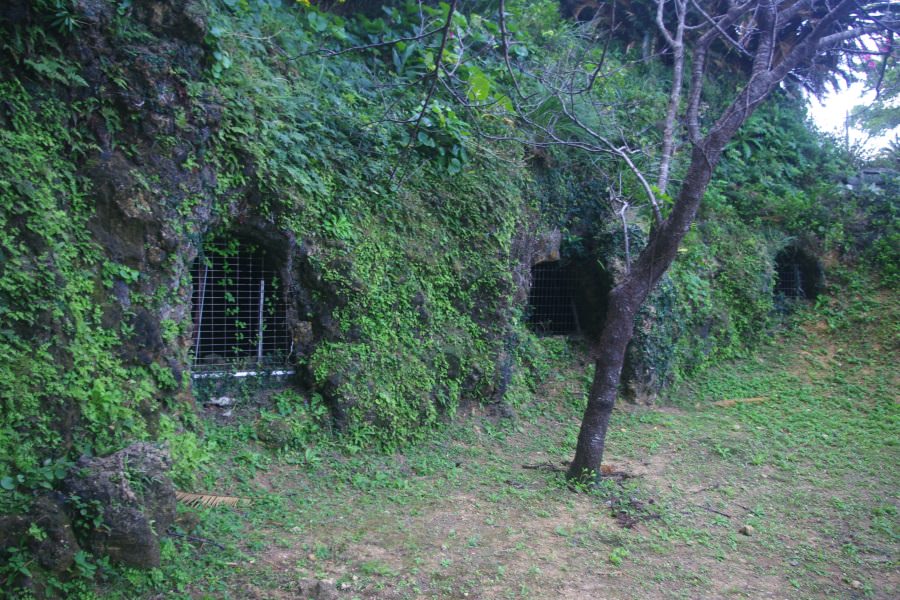 早田壕は、無数の貝が混ざる隆起珊瑚礁の丘に掘られた