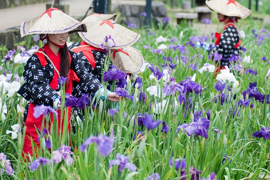 花しょうぶ（画像提供／玉名市ふるさとセールス課）