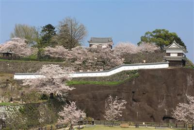 およそ800本の桜が咲く県南一の桜の名所「臼杵城址」