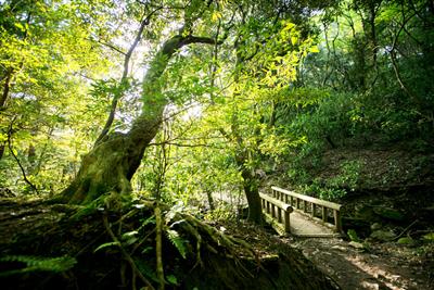 木の根っこが折り重なる森の中を進む「煌彩の森コース」