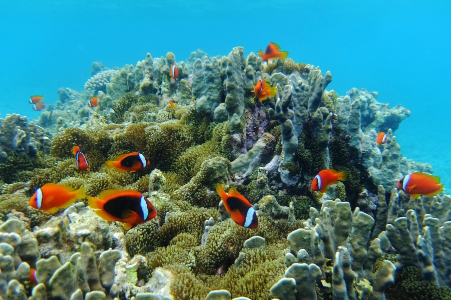 ハマクマノミは人間が近寄ると威嚇してくるので、遠くから観察しよう