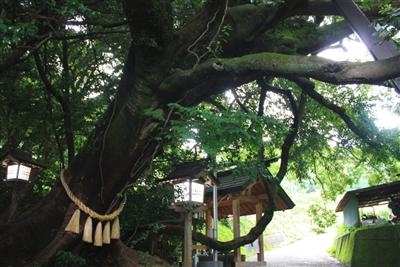 御神木と御神水のパワーあふれるスポット「八大龍王水神社」