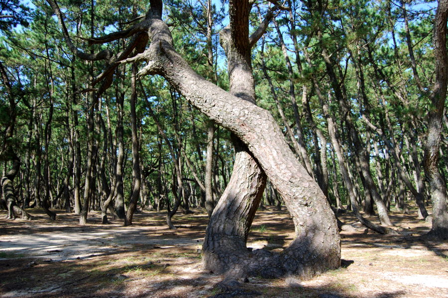 連理の松 連理の松