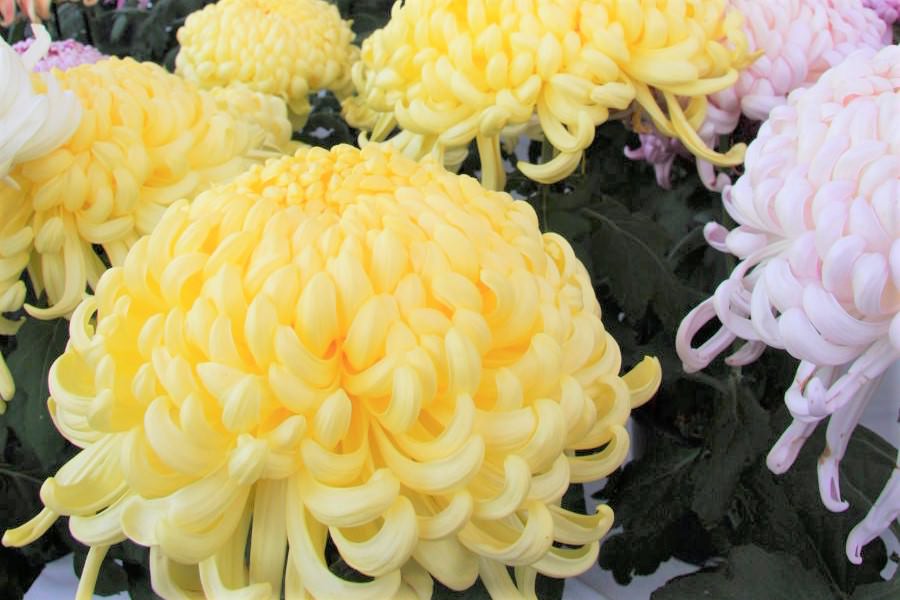 爽やかな菊の香りが漂う「菊人形・菊まつり」 爽やかな菊の香りが漂う「菊人形・菊まつり」