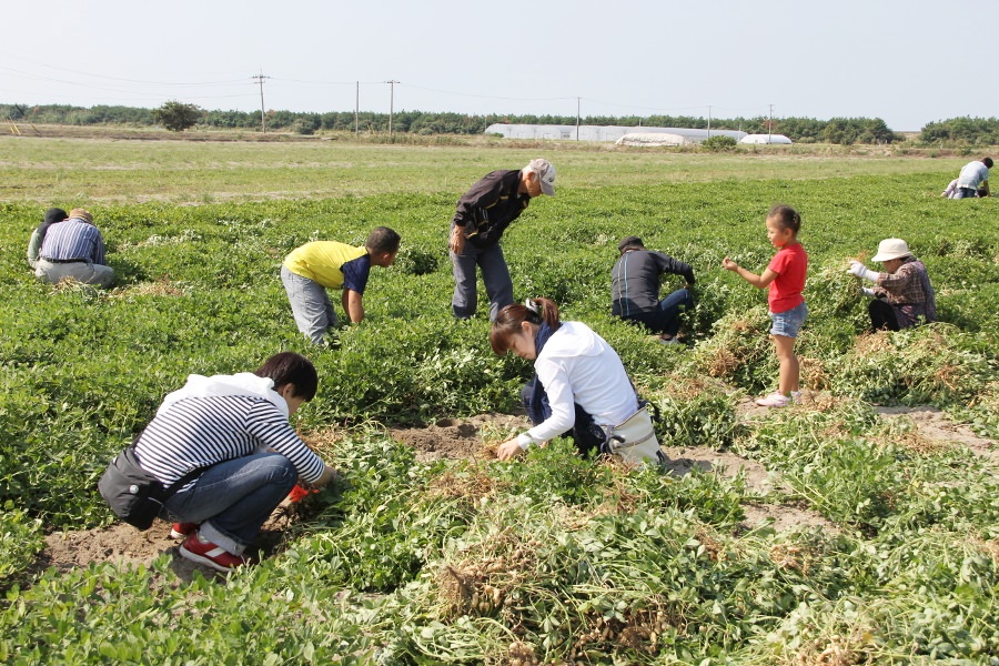 「落花生収穫体験」(50人限定、ミニバケツ1杯1000円) 「落花生収穫体験」(50人限定、ミニバケツ1杯1000円)