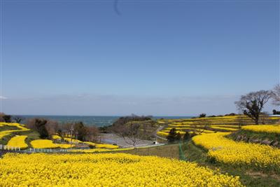 春には海の景色と共に一面の菜の花が楽しめる「長崎鼻」
