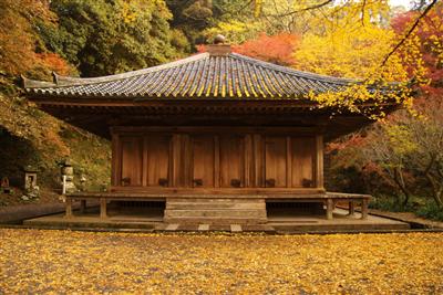 秋の紅葉シーズンには、富貴寺大堂が黄色のじゅうたんに囲まれる