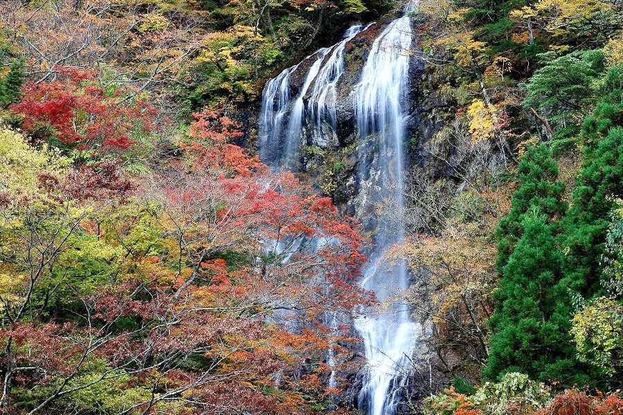紅葉とのコントラストが美しい時期にある「白滝もみじ祭り」