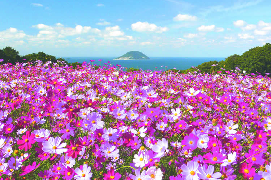 10月上旬~11月上旬に見頃を迎える「のこのしまアイランドパーク」のコスモス 「のこのしまアイランドパーク」のコスモス