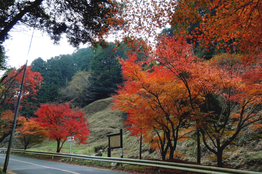 例年11月下旬ごろに見頃を迎える四王寺山の紅葉 例年11月下旬ごろに見頃を迎える四王寺山の紅葉