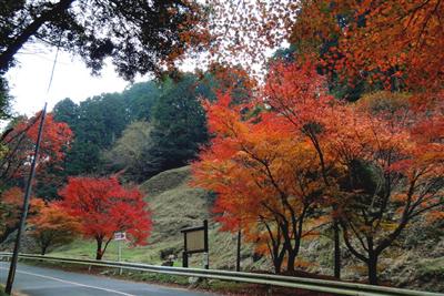 例年11月下旬ごろに見頃を迎える四王寺山の紅葉