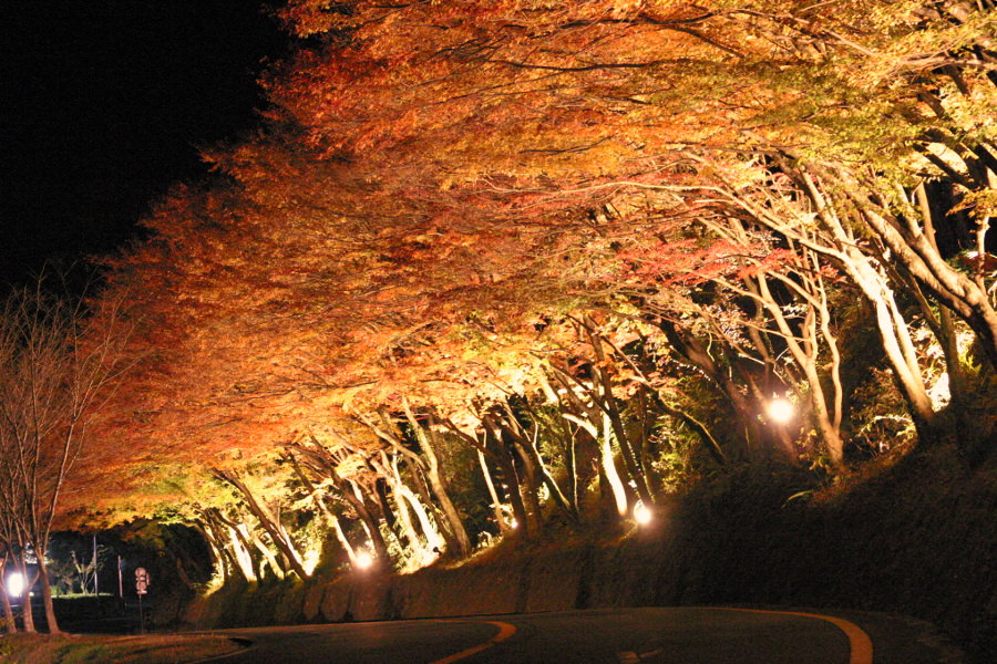 11月の夜間にはライトアップされる深耶馬溪の紅葉 11月の夜間にはライトアップされる深耶馬溪の紅葉
