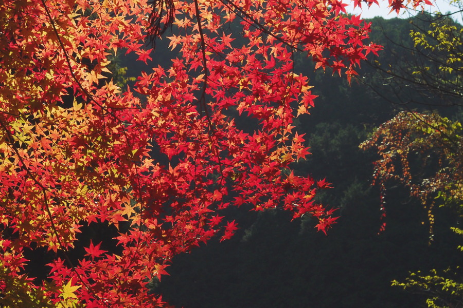 「轟峡（とどろききょう）」を彩る真っ赤な紅葉