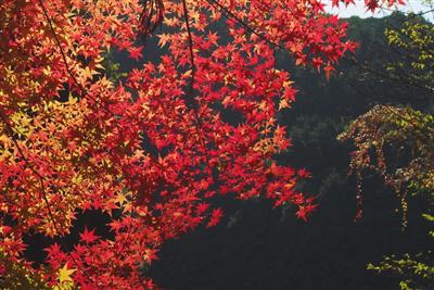 「轟峡（とどろききょう）」を彩る真っ赤な紅葉