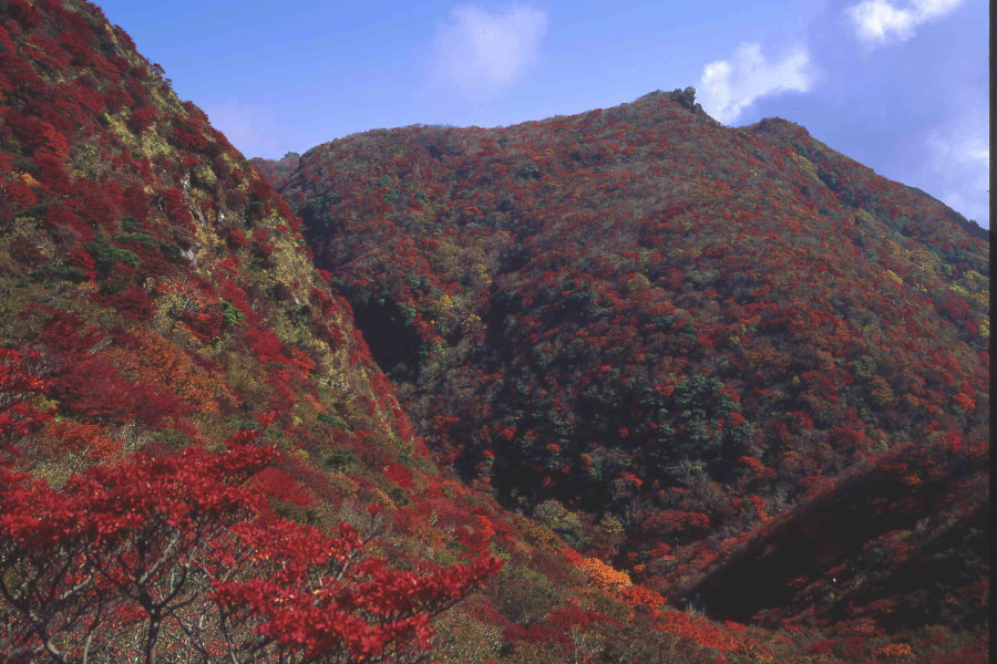 濃緑と紅葉のコントラストが見どころだ 濃緑と赤のコントラストが雲仙の紅葉の見どころだ